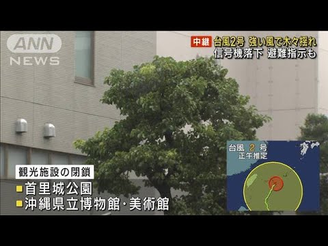 台風2号　那覇市は…強い風で木々揺れ　信号機落下　避難指示も(2023年6月1日)