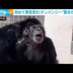 初めて青空見たチンパンジー驚きの表情(2023年6月30日)