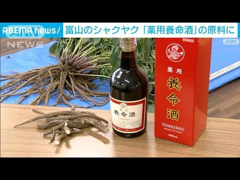 富山のシャクヤク 「薬用養命酒」の原料に(2023年6月9日)