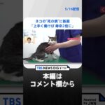 余命2週間の「猫」が1年以上生き続けた？ “夢の治療薬”開発の裏側 #shorts ｜TBS NEWS DIG