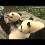 上野動物園の双子パンダ2歳の誕生日(2023年6月23日)