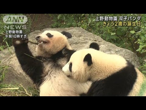 上野動物園の双子パンダ2歳の誕生日(2023年6月23日)