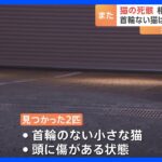 首輪のない猫3匹の死骸相次いで見つかる頭や首に傷、埼玉・ふじみ野市と川越市｜TBS NEWS DIG