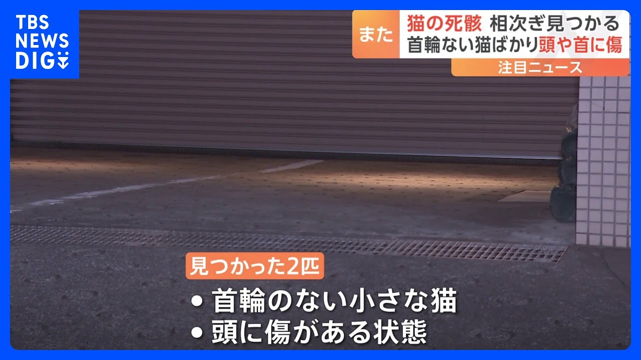 首輪のない猫3匹の死骸相次いで見つかる頭や首に傷、埼玉・ふじみ野市と川越市｜TBS&nbsp;NEWS&nbsp;DIG