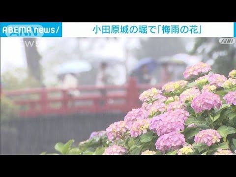 小田原城　お堀の「梅雨の花」にも容赦ない雨　3日からライトアップも(2023年6月2日)