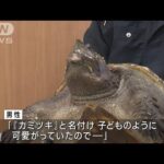 30年前から子どものように カミツキガメを無許可で飼育か(2023年6月21日)