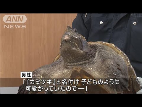 30年前から子どものように カミツキガメを無許可で飼育か(2023年6月21日)