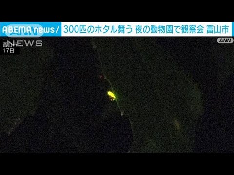 300匹のホタル舞う夜の動物園で観察会富山市(2023年6月17日)