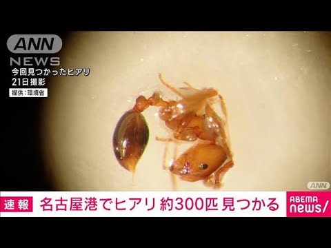 名古屋港でヒアリ約300匹見つかる今年国内で2例目(2023年6月23日)
