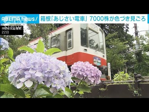 箱根登山鉄道のあじさい見ごろ夜の人気列車は4年ぶり復活(2023年6月22日)