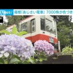 箱根登山鉄道のあじさい見ごろ夜の人気列車は4年ぶり復活(2023年6月22日)