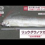 巨大長さ4m級幻の深海魚2日続けて出現なぜ定置網に(2023年6月14日)