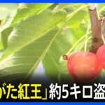 さくらんぼ新品種やまがた紅王約5キロが盗まれる時価10万円相当TBSNEWSDIG