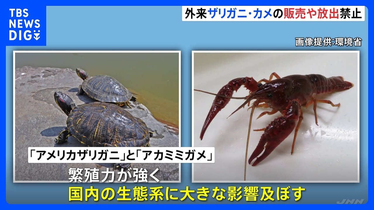 アメリカザリガニ・アカミミガメを「条件付特定外来生物」に指定　きょうから販売・放出禁止　ペットとして飼育は可能｜TBS&nbsp;NEWS&nbsp;DIG