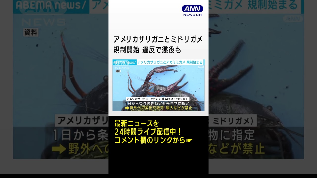 アメリカザリガニとミドリガメ規制開始　野外放出や販売など禁止　違反で懲役や罰金も　#shorts