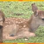 今年生まれた子鹿「公園デビュー」母鹿も一緒に　奈良公園で今月末まで公開