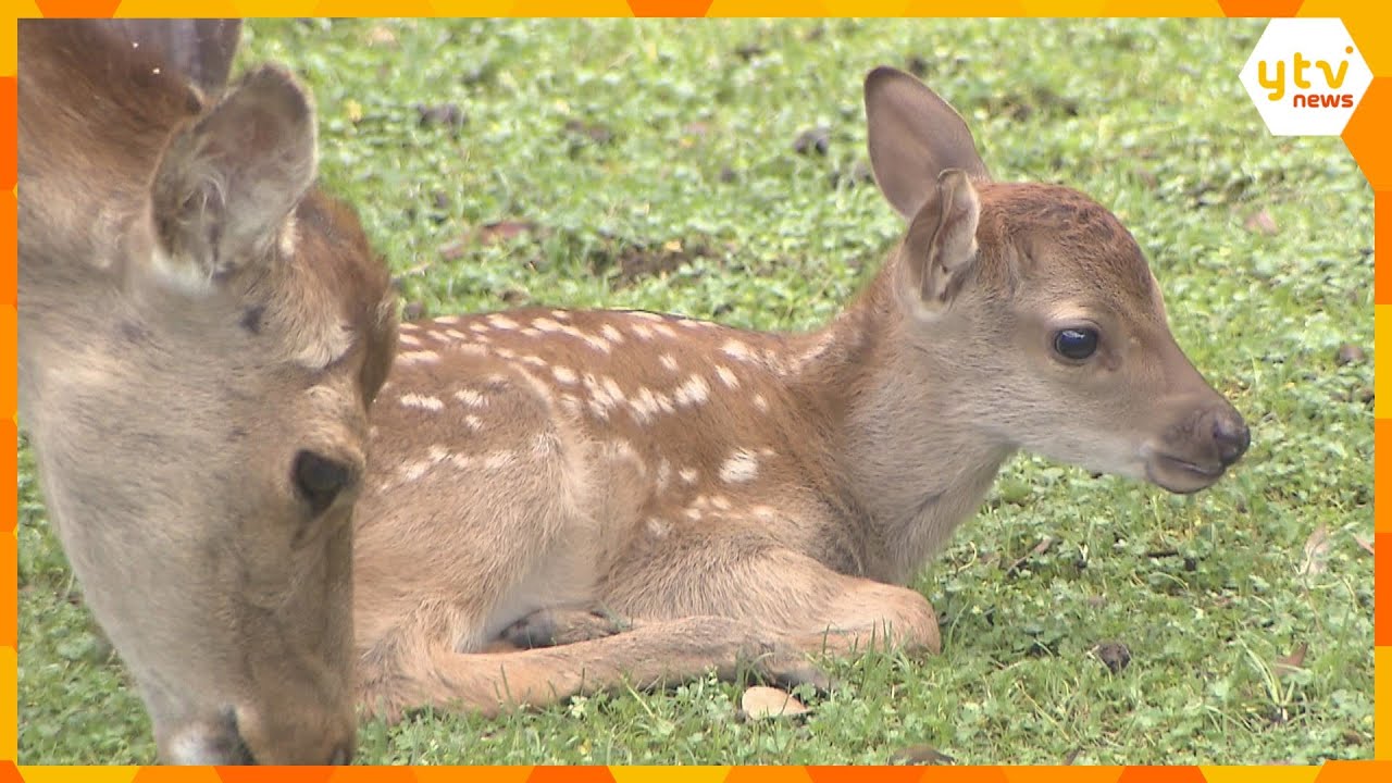 今年生まれた子鹿「公園デビュー」母鹿も一緒に 奈良公園で今月末まで公開