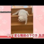 まるで液体…ネコちゃん“独特な階段の下り方”　飼い主さん「気づいたら極めていた」(2023年6月2日)