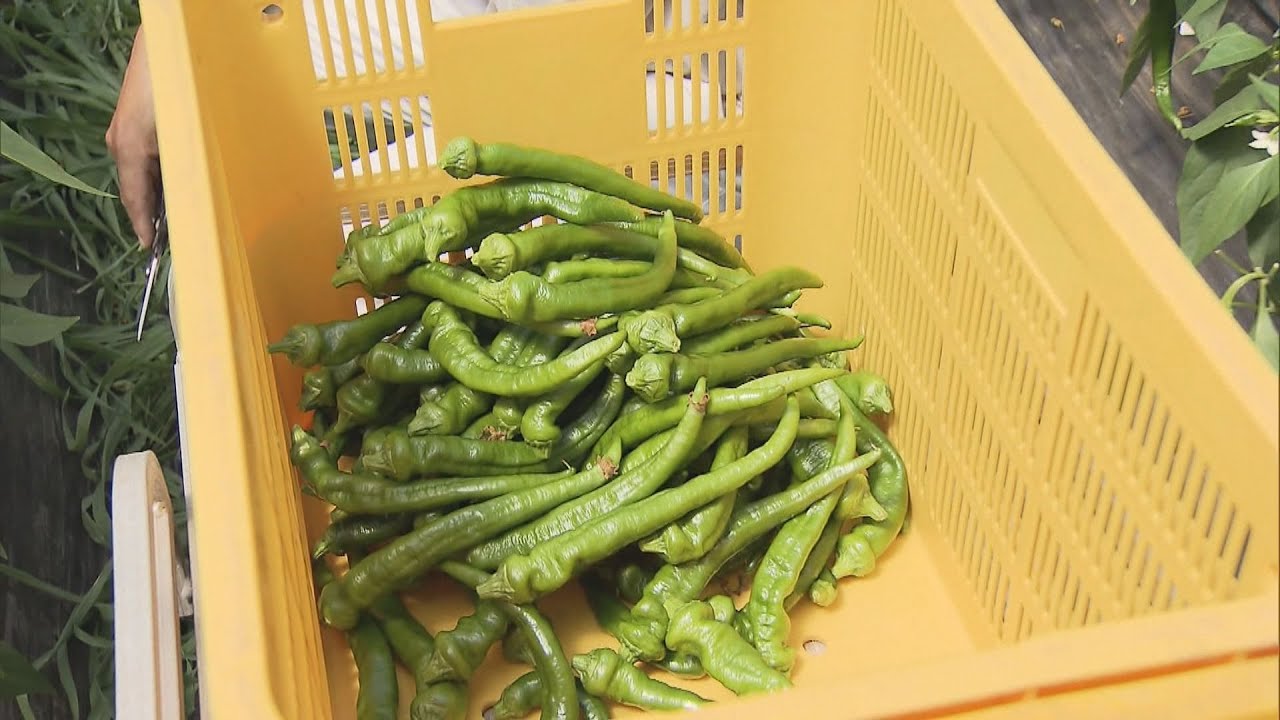 伝統の京野菜「万願寺甘とう」の出荷作業　ことしは上々の出来　京都・舞鶴市