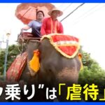 タイ名物“ゾウ乗り”は「虐待」か？観光地パタヤには“背中へこんだ”70歳のゾウも…「日本人観光客も考えてほしい」｜TBS NEWS DIG