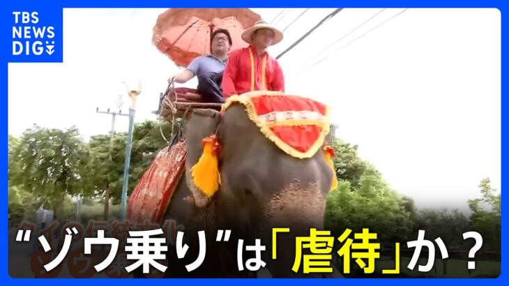 タイ名物“ゾウ乗り”は「虐待」か？観光地パタヤには“背中へこんだ”70歳のゾウも…「日本人観光客も考えてほしい」｜TBS NEWS DIG