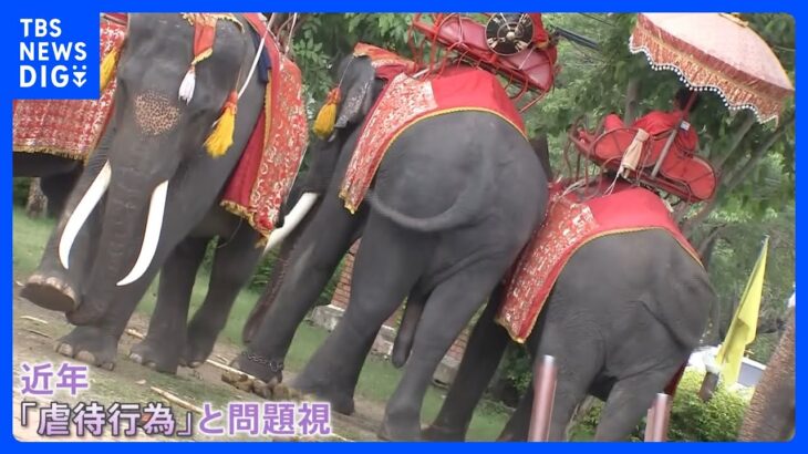 タイ名物“ゾウ乗り”は「虐待」か？観光地パタヤには“背中へこんだ”70歳のゾウも…「日本人観光客も考えてほしい」｜TBS NEWS DIG