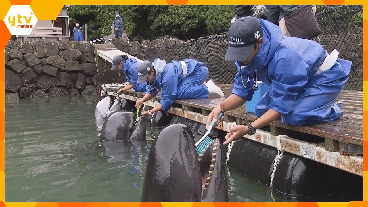 洗車ブラシで大きな歯をゴシゴシ　クジラの歯磨き、上手にうがいも　和歌山・太地町