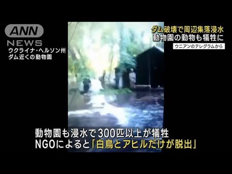 ダム破壊で周辺集落が浸水 動物園の動物も犠牲に(2023年6月7日)