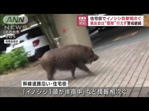 住宅街でイノシシ目撃相次ぐ　猟友会は“駆除”行えず警戒継続(2023年6月7日)