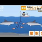 イルカがキンメダイ“横取り”　被害増加で漁師お手上げ　観光資源の一面も…悩む対策(2023年6月8日)