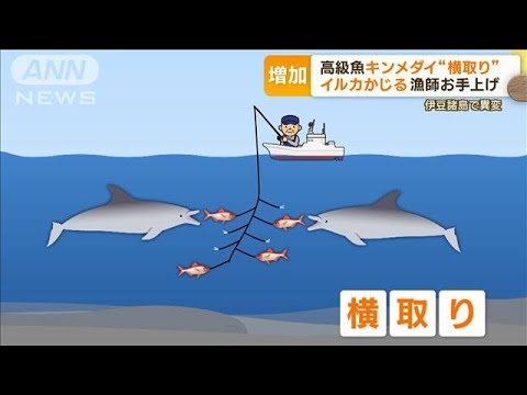 イルカがキンメダイ“横取り”　被害増加で漁師お手上げ　観光資源の一面も…悩む対策(2023年6月8日)
