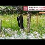 岩手で相次ぐ「クマ目撃」情報　住民緊迫！きょうも市街地に出没(2023年6月8日)