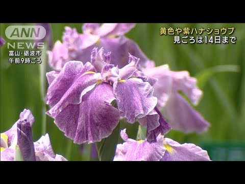 鮮やか「花しょうぶ祭り」始まる　富山・砺波の頼成の森(2023年6月10日)