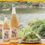 和歌山県の「南高梅」使った梅酒の仕込み最盛期　雑味抑えたフレッシュで濃厚な味わいが人気