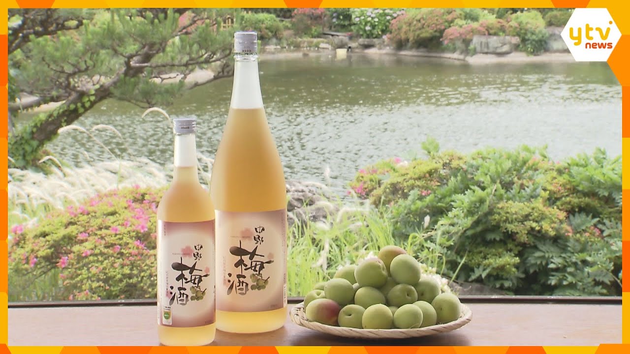 和歌山県の「南高梅」使った梅酒の仕込み最盛期 雑味抑えたフレッシュで濃厚な味わいが人気