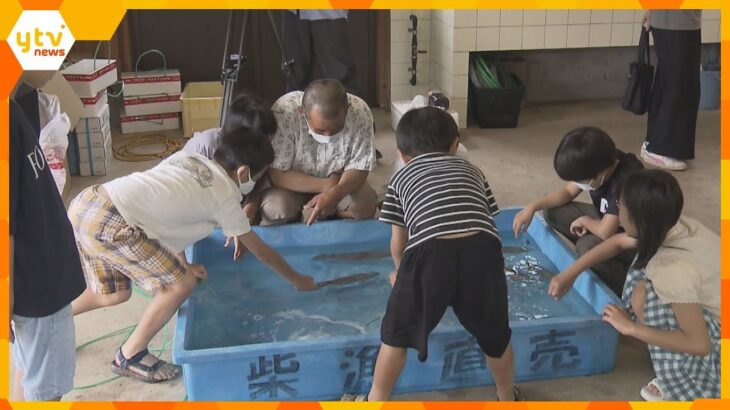 初夏の味覚イカ漁が最盛期「ジオパークイカまつり」開催　自分で捌いたイカを楽しむ　兵庫・香美町