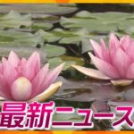 ニュースライブ 6/19(月)スイレンが見ごろ水生植物公園みずの森/日本のアマルフィの元旅館解体に着手/猫の頭部が畑で見つかる姫路市ほか随時更新