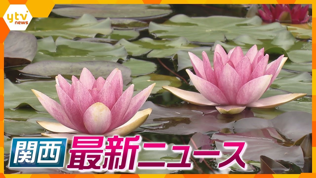 ニュースライブ 6/19(月)スイレンが見ごろ水生植物公園みずの森/日本のアマルフィの元旅館解体に着手/猫の頭部が畑で見つかる姫路市ほか随時更新