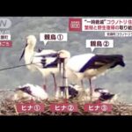 “一時全滅”コウノトリ住宅街に　電柱で子育て？「最初ツルかと」(2023年6月12日)