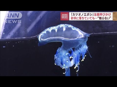 「カツオノエボシ」注意呼びかけ　砂浜に落ちていても…“触らない”(2023年6月12日)