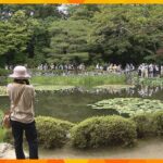 ２００種類２０００株の花菖蒲が見ごろに　平安神宮の日本庭園「神苑」雨の中多くの人が初夏の花観賞
