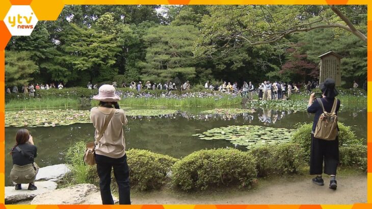 ２００種類２０００株の花菖蒲が見ごろに　平安神宮の日本庭園「神苑」雨の中多くの人が初夏の花観賞