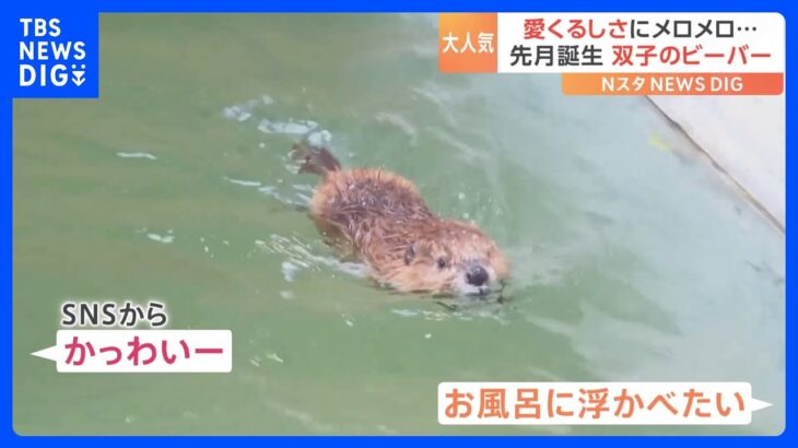 スタッフもメロメロ！生まれたばかりのビーバーの赤ちゃんの愛くるしい姿が話題に！｜TBS NEWS DIG