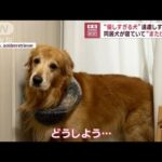 優しすぎる犬遠慮しすぎて同居犬が寝ていてまたげない(2023年6月14日)