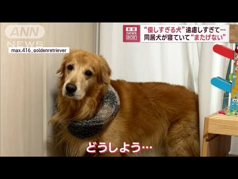 優しすぎる犬遠慮しすぎて同居犬が寝ていてまたげない(2023年6月14日)