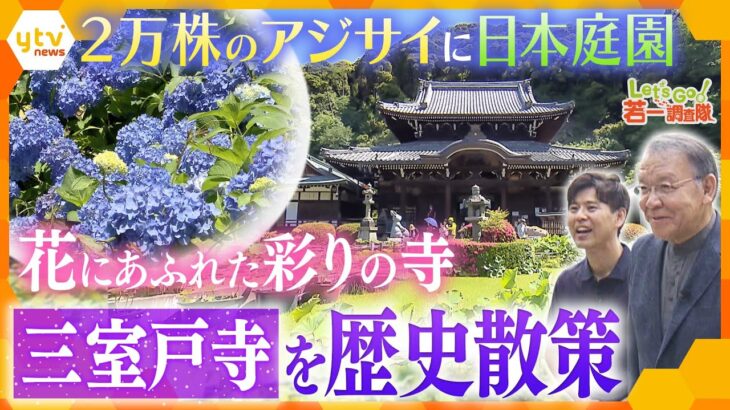 若一調査隊京都宇治の花の寺三室戸寺アジサイ園世界的造園家による庭園重文の仏像多様な魅力に触れる