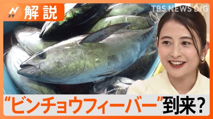 庶民の味方ビンチョウマグロが豊漁でさらにおいしくさらに安くビンチョウフィーバー到来Nスタ解説