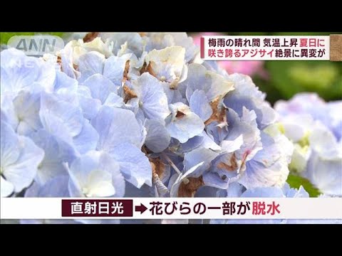 梅雨の晴れ間気温上昇し夏日に咲き誇るアジサイ絶景に異変が(2023年6月16日)