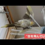 オカメインコさん扇風機の風浴び飛んだ気に飼い主エアコンやドライヤーも(2023年6月17日)