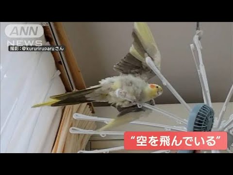 オカメインコさん扇風機の風浴び飛んだ気に飼い主エアコンやドライヤーも(2023年6月17日)